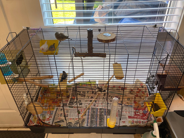 4 Society Finches and 1 Zebra Finch for sale in Birds for Rehoming in Oshawa / Durham Region