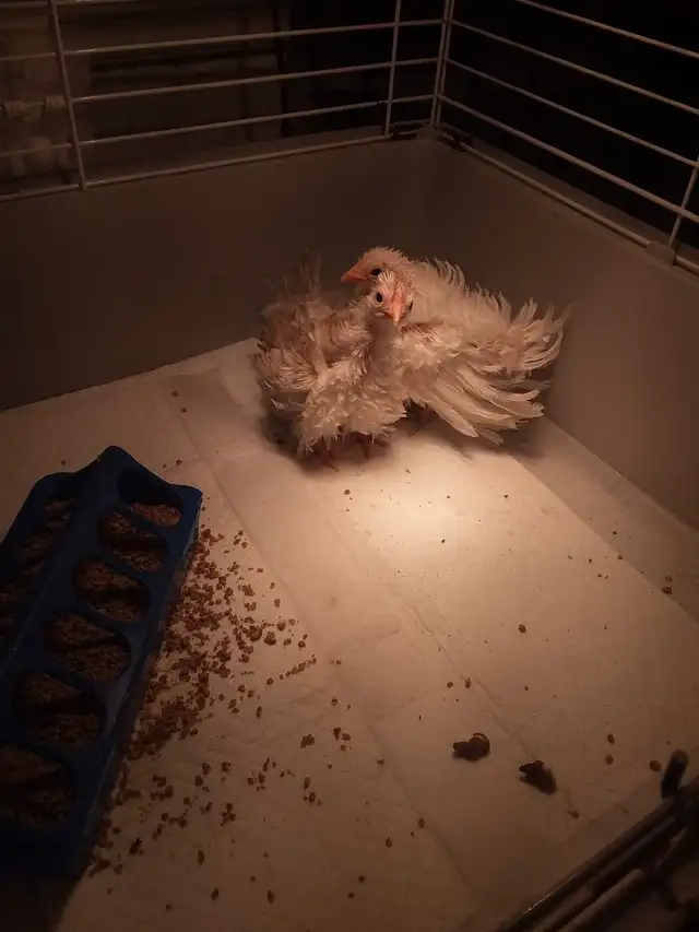 poules Seramas in Livestock in Laurentides - Image 3