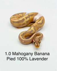 Mahogany banana pied ball pythons 