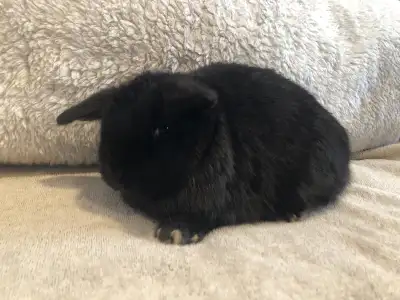 Purebred Holland Lop Buck Born Oct 20th 2025 Used to being handled by little kids He carries the rec...