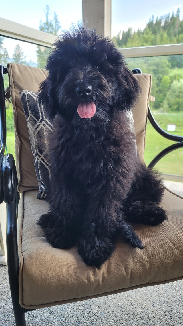 F1B small Bernedoodle puppies Dogs & Puppies for Rehoming Vernon