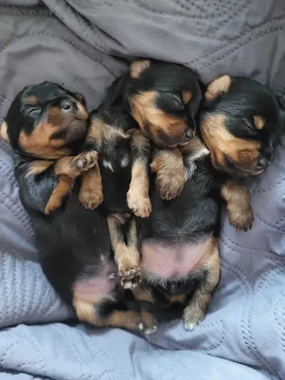 yorkishire terriers, View more