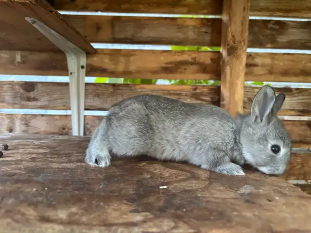 Bébé lapin nains croisés in Small Animals for Rehoming in Trois-Rivières - Image 9