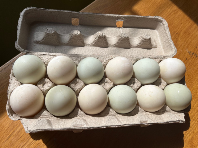 Fertile duck eggs | Livestock | Muskoka | Kijiji