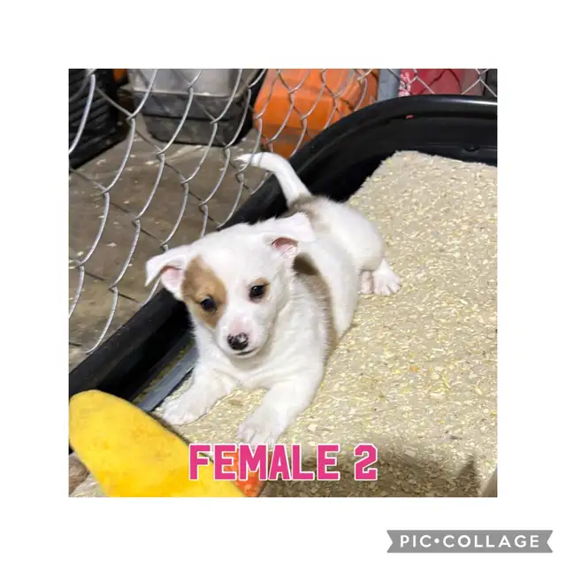 Merle Corgi Pups Only 2 Left in Dogs & Puppies for Rehoming in Red Deer - Image 3
