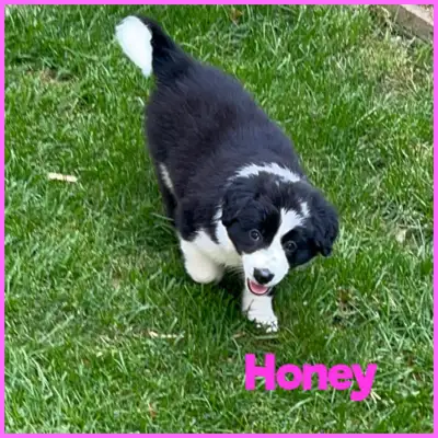 Purebred Border Collie Puppies, View more