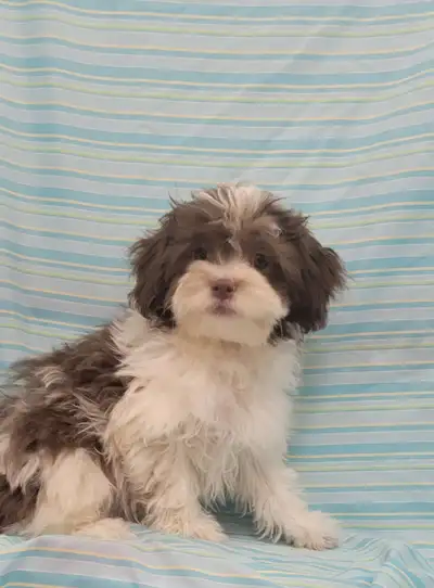 Shihpoo puppies, View more