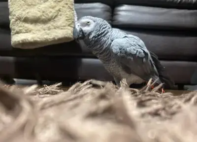 African grey, View more