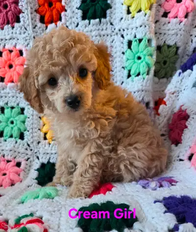 Only 4 Gorgeous Miniature Poodle Pups left!, View more