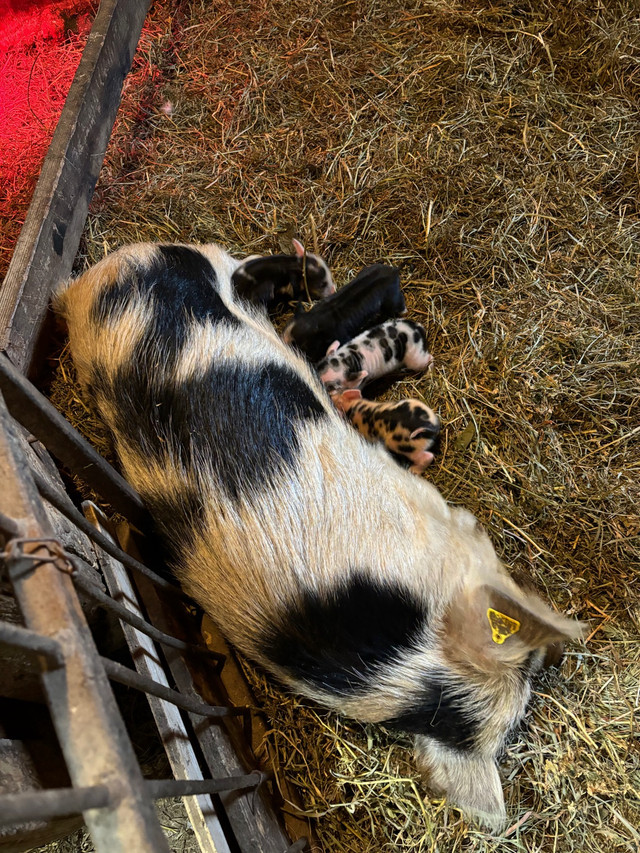 KuneKune piglets and sows in Livestock in Leamington - Image 3