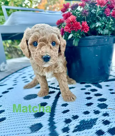 Miniature poodle Matcha, View more