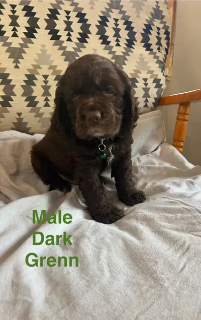 Sprocker puppies ( Springer and Cocker Spaniels), View more