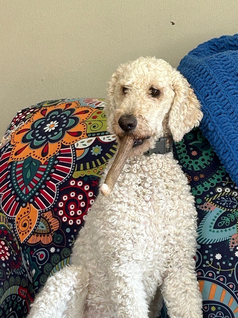 3 year old golden doodle Dogs & Puppies for Rehoming Red Deer Kijiji