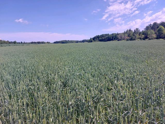 Renting farmland in Land for Sale in North Bay