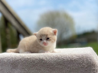 Adorable Female Kitten for Sale!!