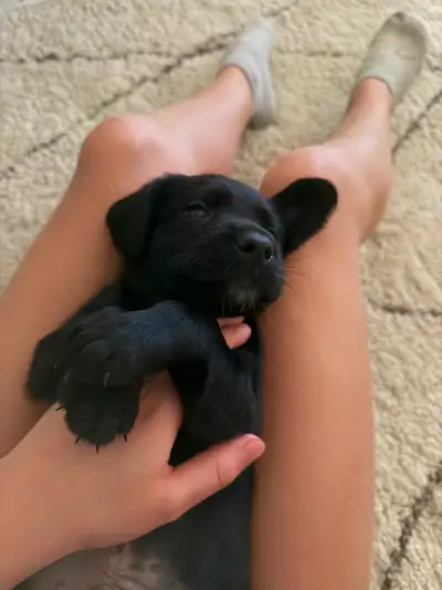Beautiful Springador Puppies, View more