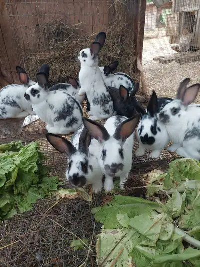 New Zealand breeding Rabbits Singles or trios available. - 2 females and 1 unrelated male = trio -$1...