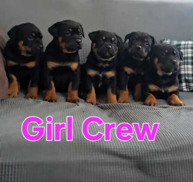 Bulldog/ Rottweiler Pups in Dogs & Puppies for Rehoming in Stratford - Image 5