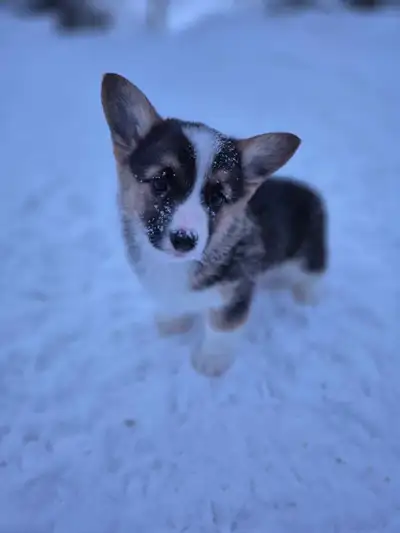 Chiots Welsh Corgis Pembroke, View more