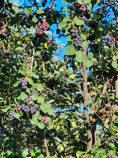 Fresh Saskatoon berry farm u-pick, View more
