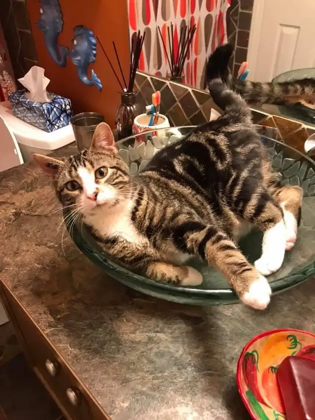 Handsome friendly 8 year old Tabby.