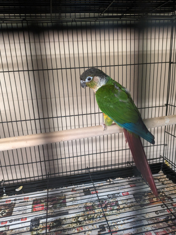 Green Cheek Yellowsided Conure- Breeding Pair in Birds for Rehoming in Terrace - Image 4