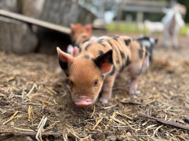 Ready to go! One Kunekune Piglet left!- Sold in Livestock in London - Image 4