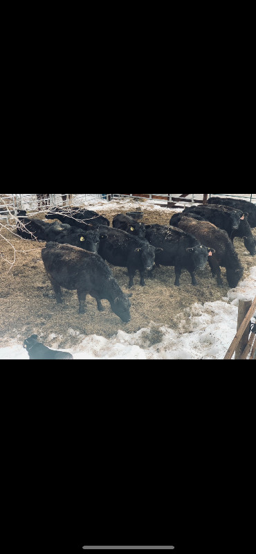 Lowline Angus Cow/Calf in Livestock in Sudbury - Image 4