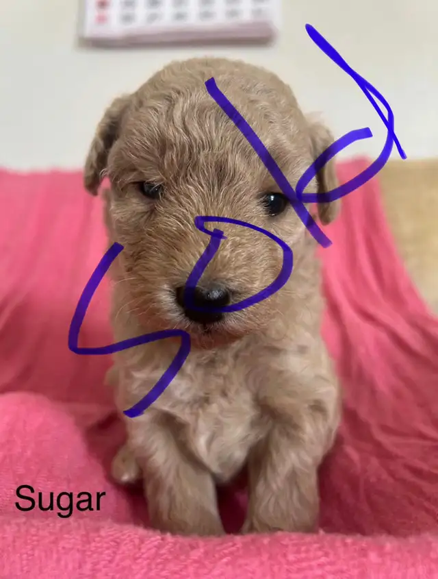 Mini Goldendoodle (ready to go) in Dogs & Puppies for Rehoming in Leamington - Image 5