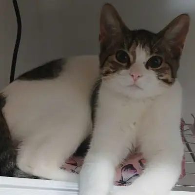 Needs a Forever Home, View more