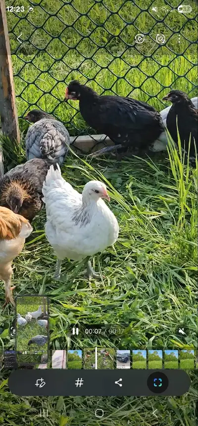 2.5 month old chickens chicks , View more