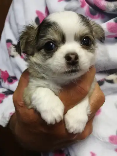 CHIHUAHUA BROTHER + SISTER, View more