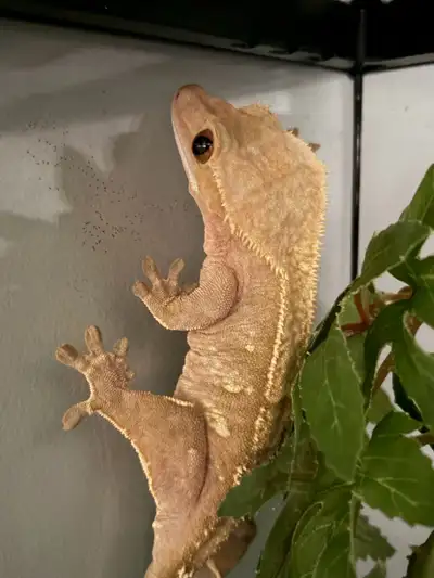 crestie with 12 by 12 by 18 enclosure , View more