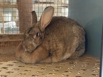 We have some breeding age rabbits available. They are New Zealand white mixed with Flemish Giants. A...