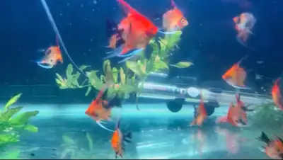 $15 each baby Red Devil Angels, or 5 for $50 Body size about nickle size without fins…. If the add i...