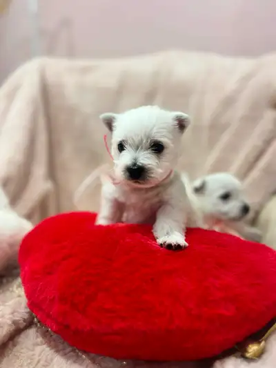 Westie puppies, View more
