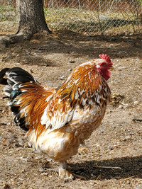 Specialty Roosters for Sale