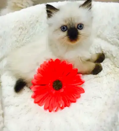 GORGEOUS BABY BICOLOR WHITEMITTED & CHOCOLATEPOINT!! , View more