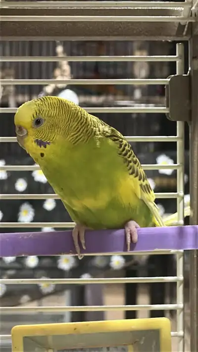 Budgerigar (Budgie) - The Budgie Flock of Seven, View more
