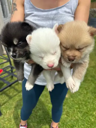 Puppies for good home!!, View more