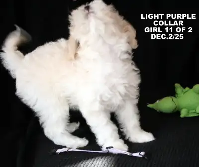 SHIH POO...ONLY 1 BABY GIRL LEFT!, View more