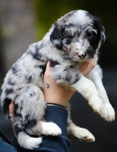 ILS NOUS RESTE ENCORE DES CHIOTS BORDOODLES F1 DE DISPONIBLES POUR RESERVATION. COCO de PAQUES. Ils...