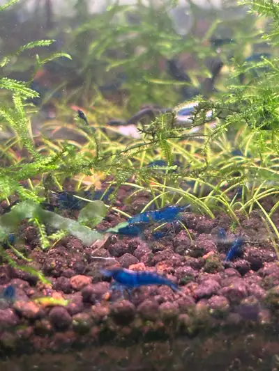 Blue Dream Neocaradina Shrimp, View more