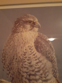 Robert Bateman Painting Gryfalcon