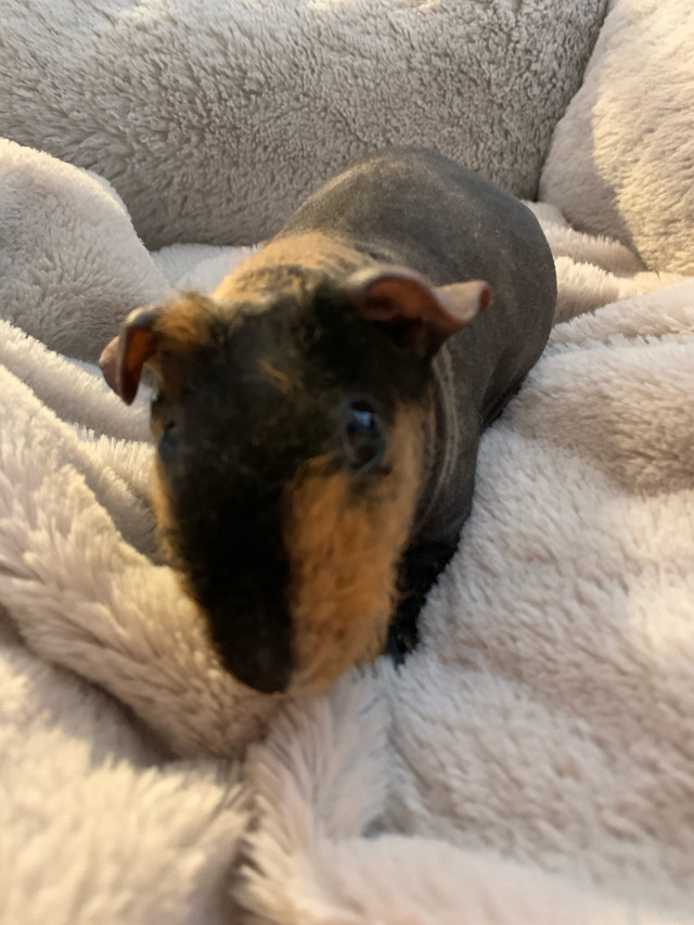 Skinny pig in Other Pets for Rehoming in Edmonton