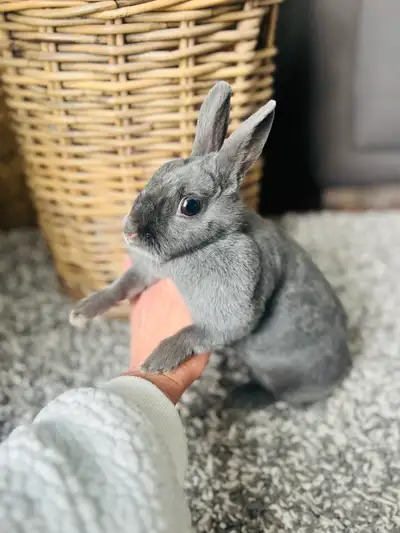 Lapins nain néerlandais Femelles 1.5 ans. 80$ avec une nouvelle cage équipée.