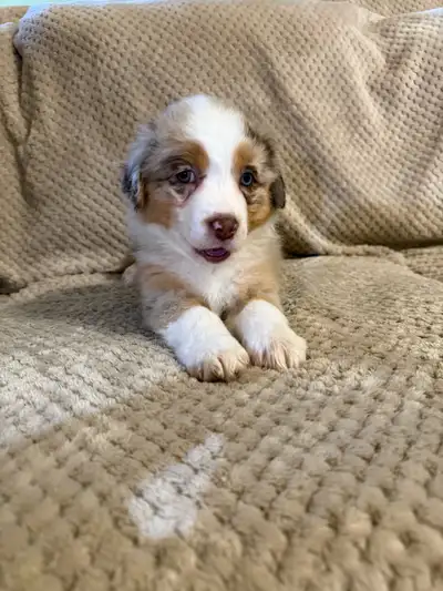 3 Aussie puppies left!, View more
