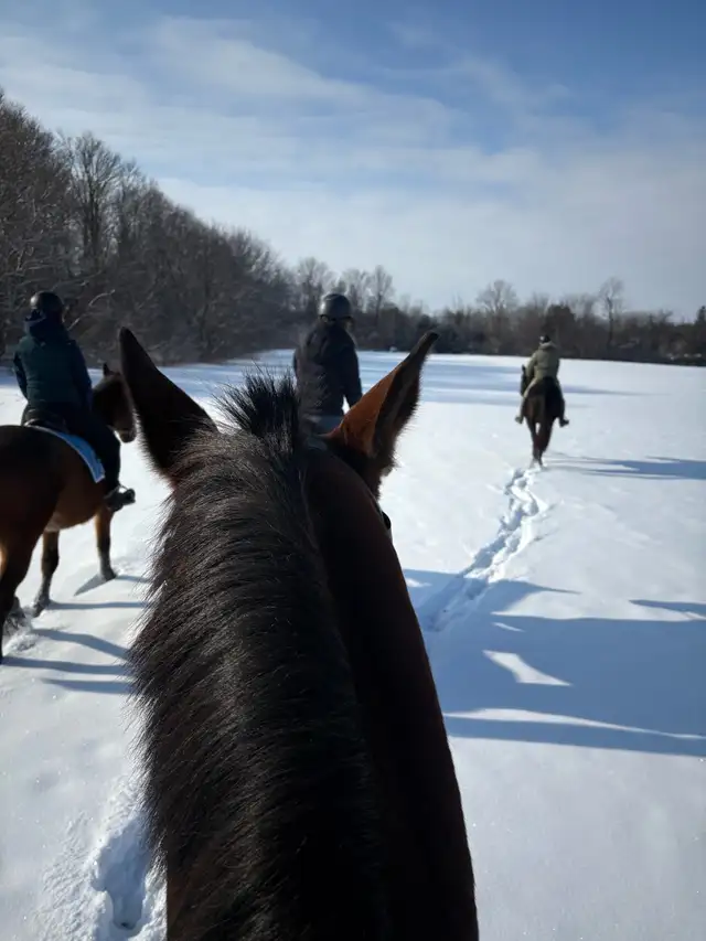 Horseback trail riding64840284512386127