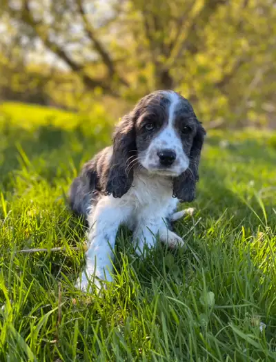 English Cocker Spaniel puppies, View more