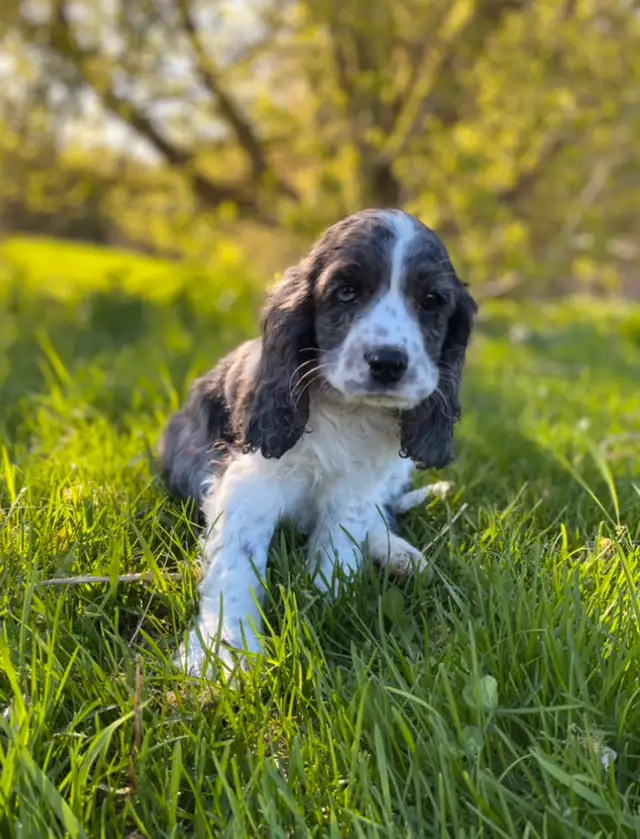 English Cocker Spaniel puppies in Dogs & Puppies for Rehoming in Oakville / Halton Region - Image 2